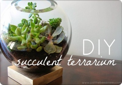 Succulent Terrarium from a Fishbowl