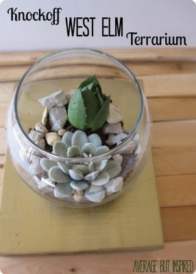 Easy Succulent Terrarium with Brass Base