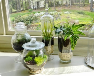 Glass Container Terrariums
