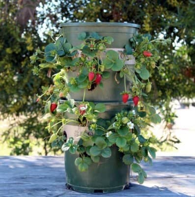 strawberry tower
