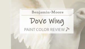 bm dove wing featured image