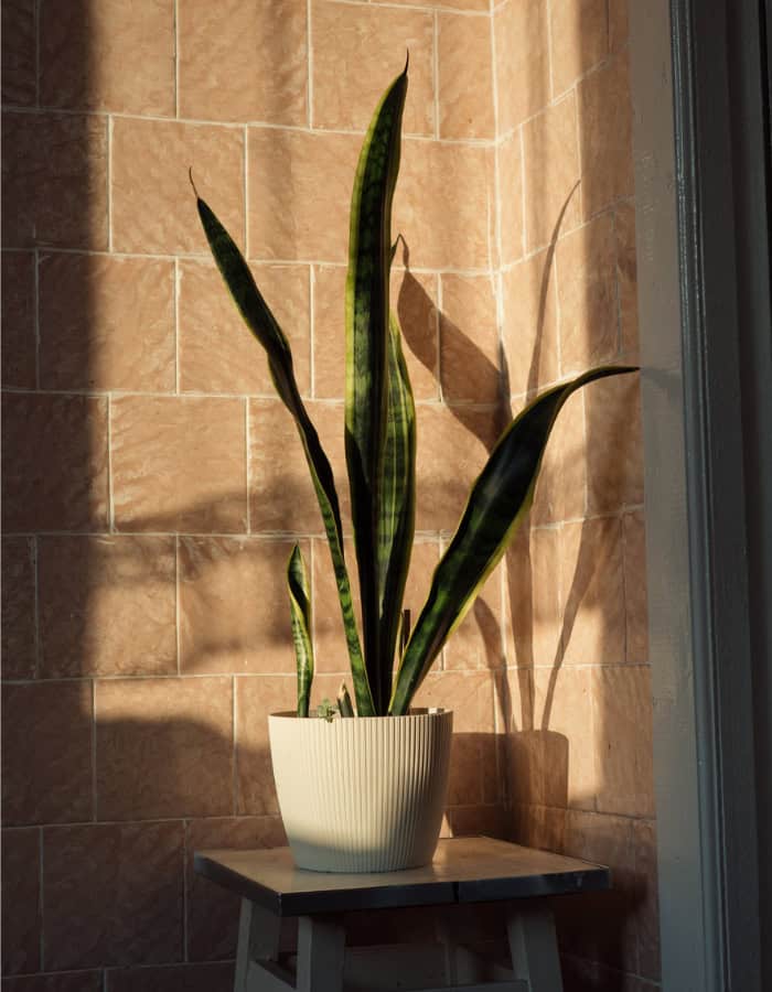 greenery decor in furnace room greenery decor in furnace room