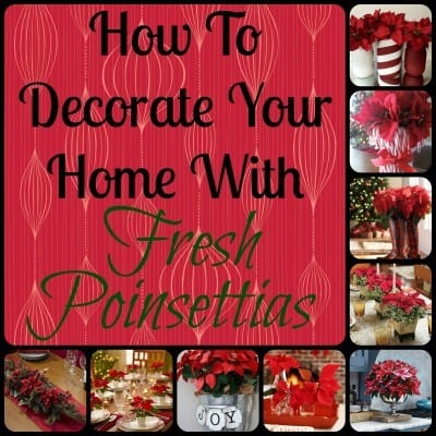 fresh poinsettia decor