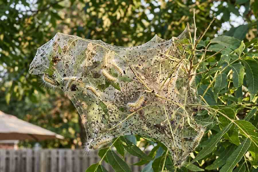 New Prfall webworm nest pecan branchoject