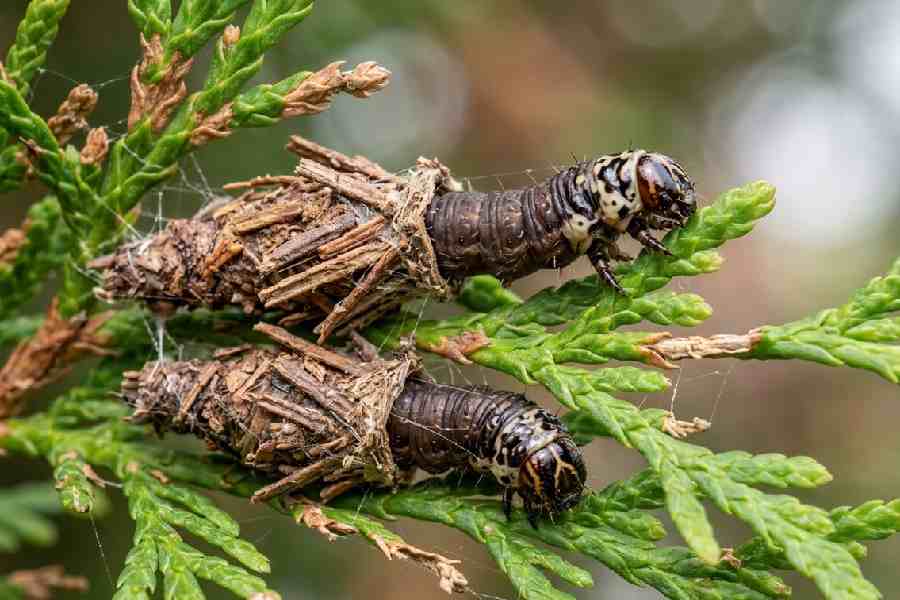 bagworm caterpillars emerging from cases