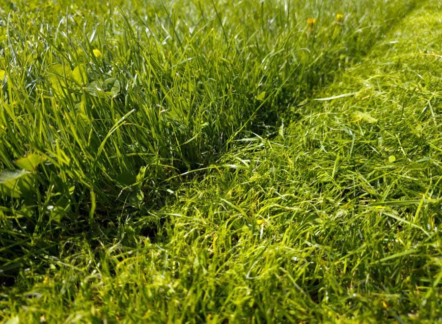 different-grass-heights different grass heights