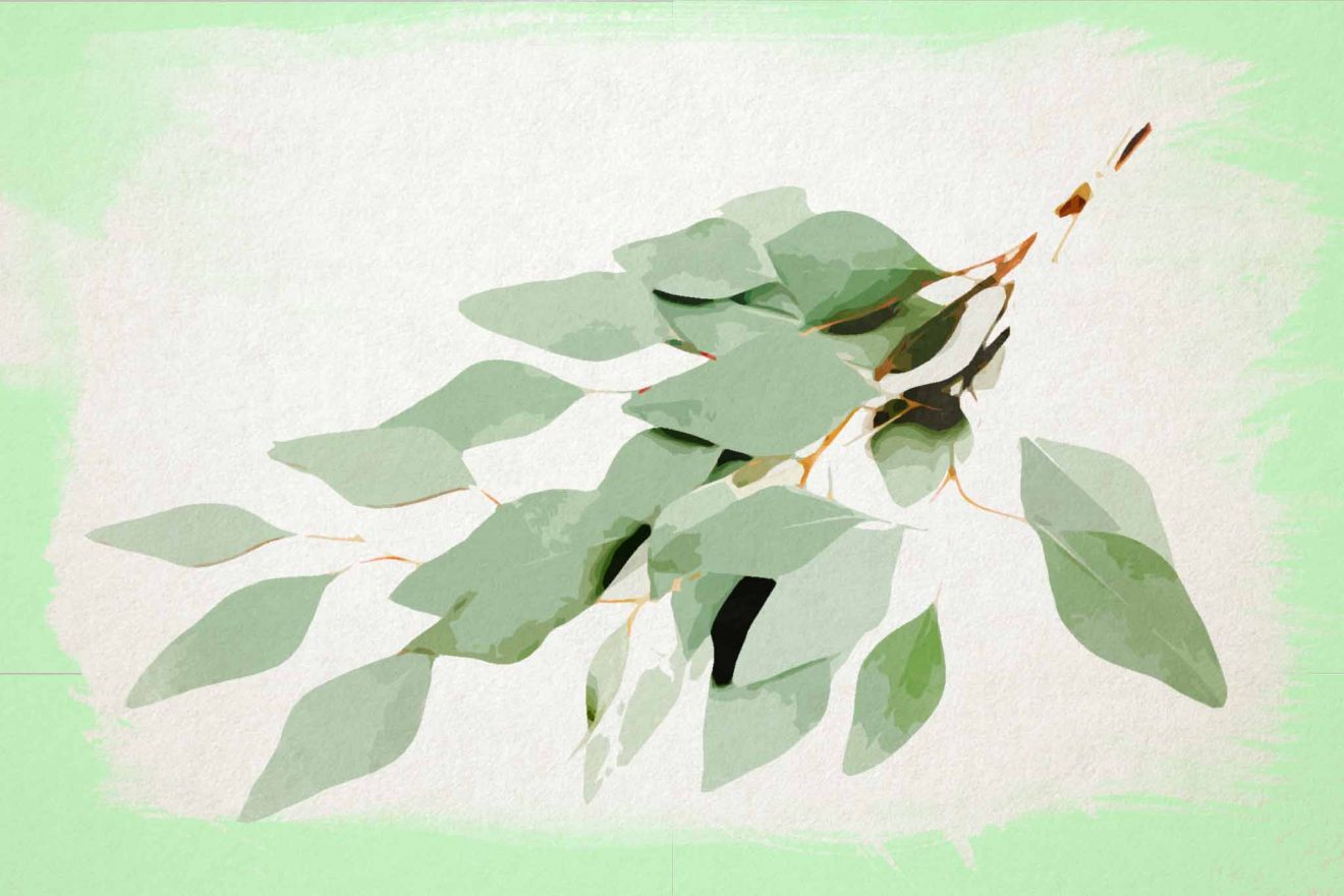 Watercolor Eucalyptus Paintings That Will Stimulate Your Senses