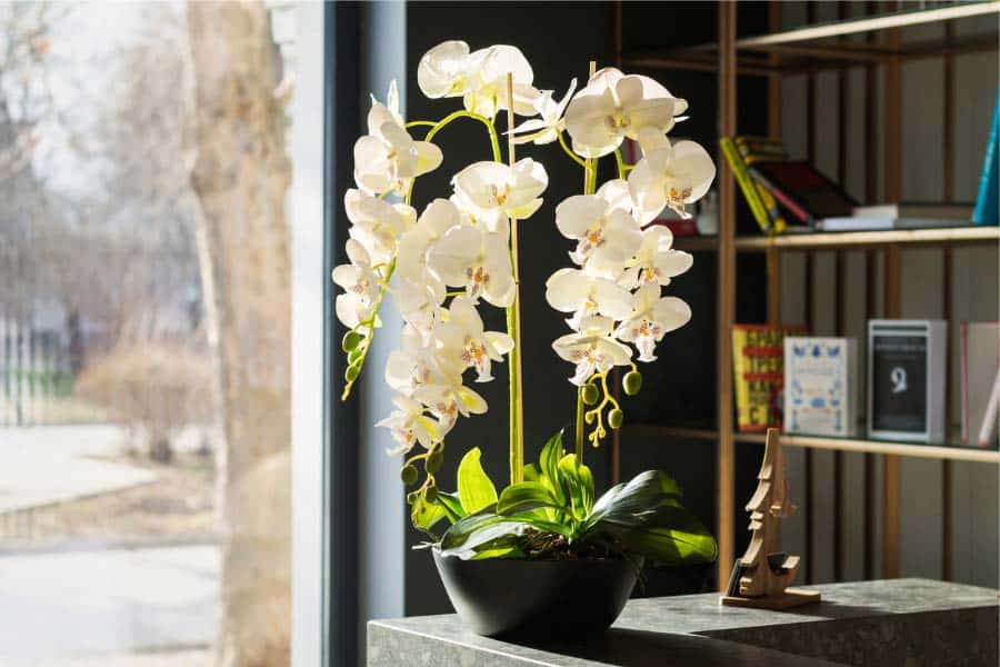 light orchids in home office