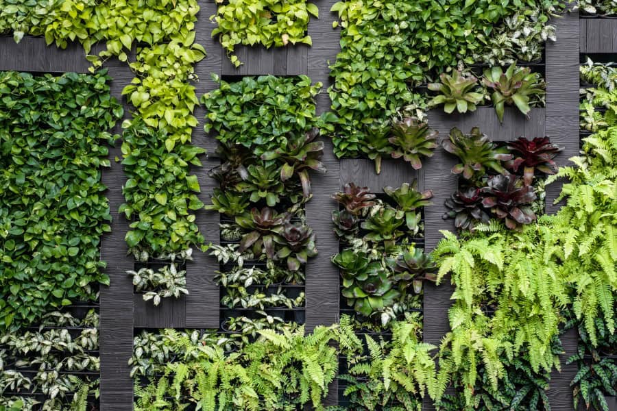 living wall plant types