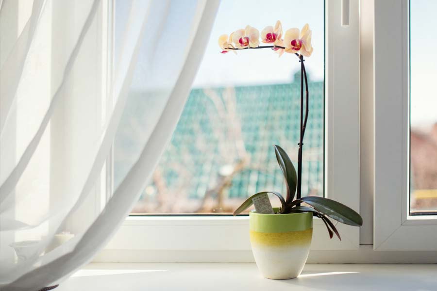 orchid in colorful pot by window