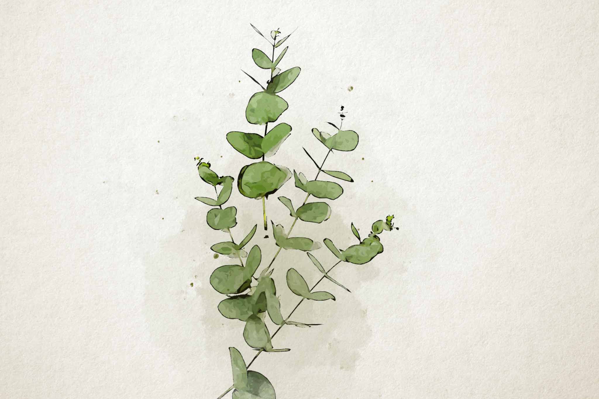Watercolor Eucalyptus Paintings That Will Stimulate Your Senses