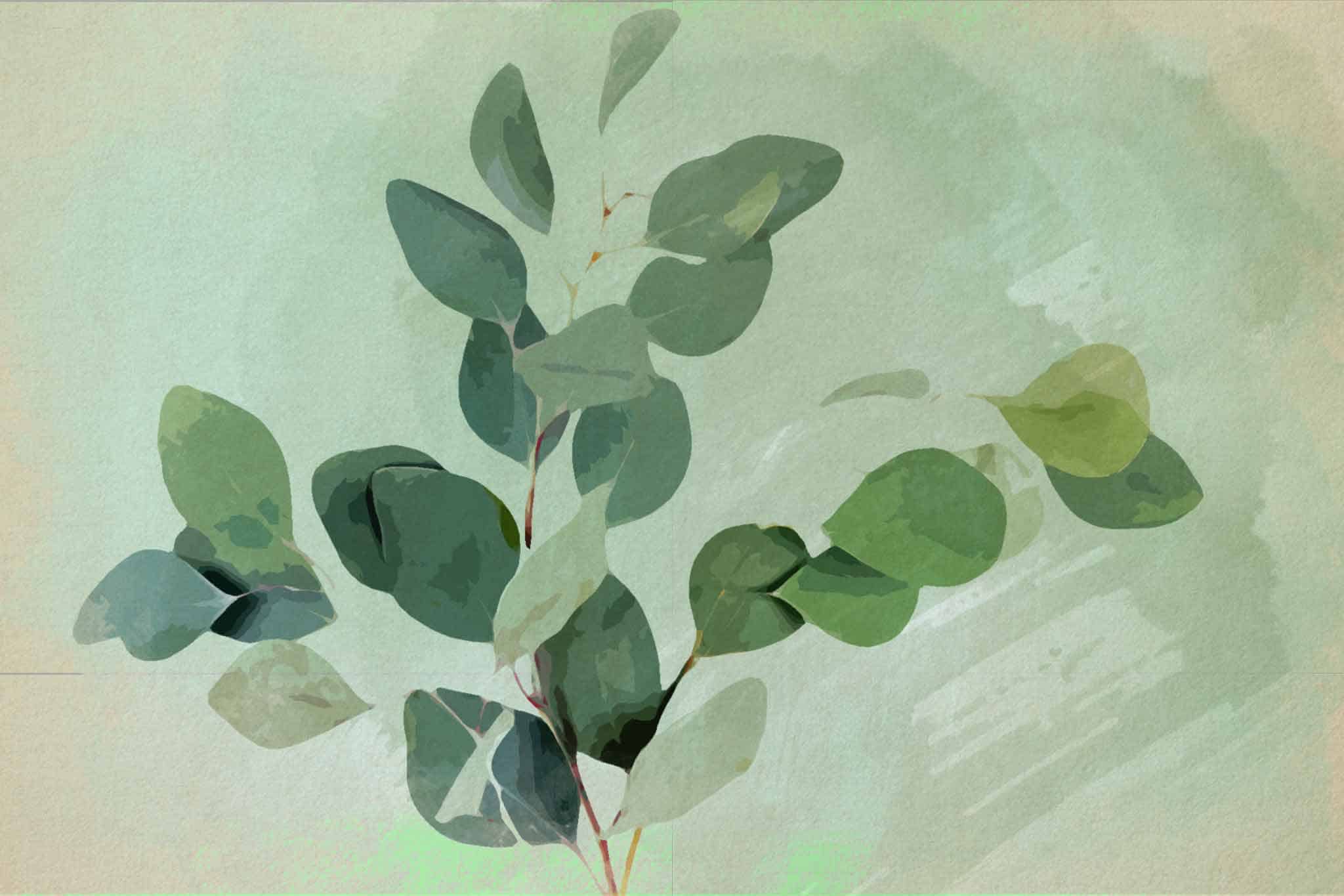 Watercolor Eucalyptus Paintings That Will Stimulate Your Senses